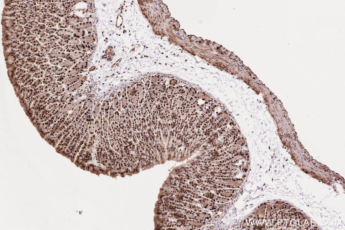 Immunohistochemical analysis of paraffin-embedded mouse stomach tissue slide using KHC2573 (INTS3 IHC Kit).