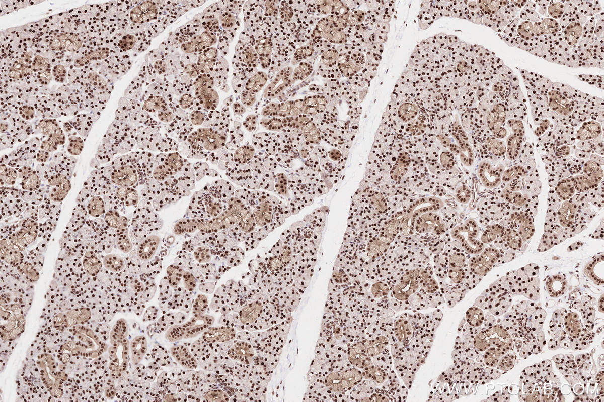 Immunohistochemical analysis of paraffin-embedded rat salivary gland tissue slide using KHC2573 (INTS3 IHC Kit).