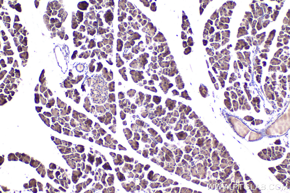 Immunohistochemical analysis of paraffin-embedded mouse pancreas tissue slide using KHC2436 (IQGAP2 IHC Kit).