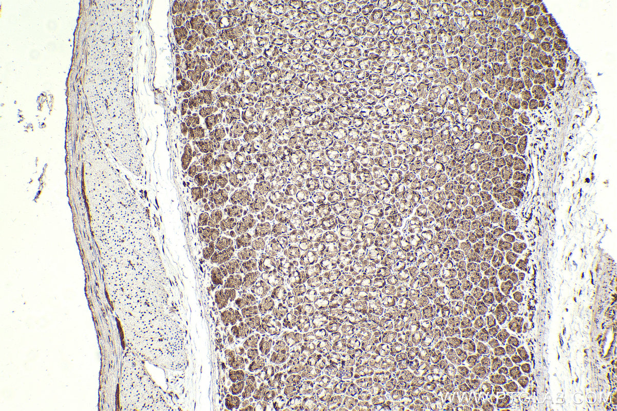 Immunohistochemical analysis of paraffin-embedded rat stomach tissue slide using KHC2304 (IRAK1 IHC Kit).