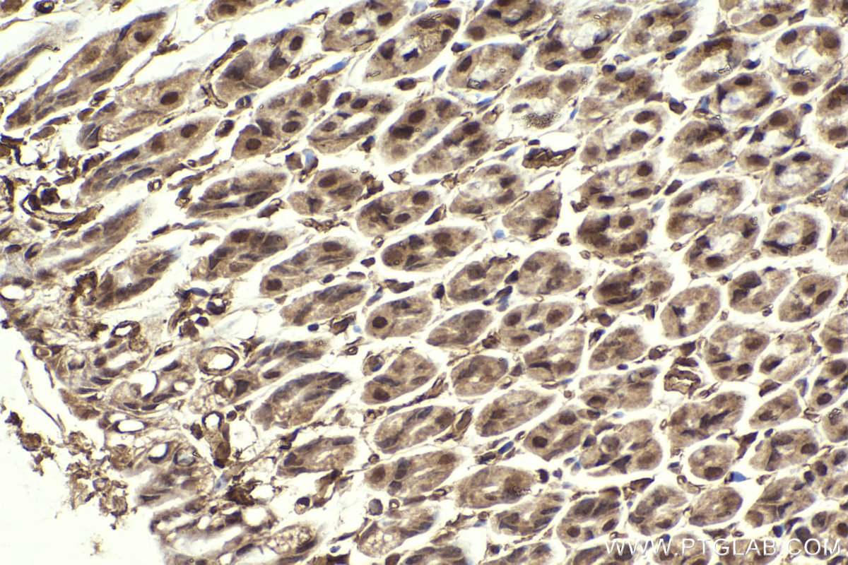 Immunohistochemical analysis of paraffin-embedded mouse stomach tissue slide using KHC2304 (IRAK1 IHC Kit).