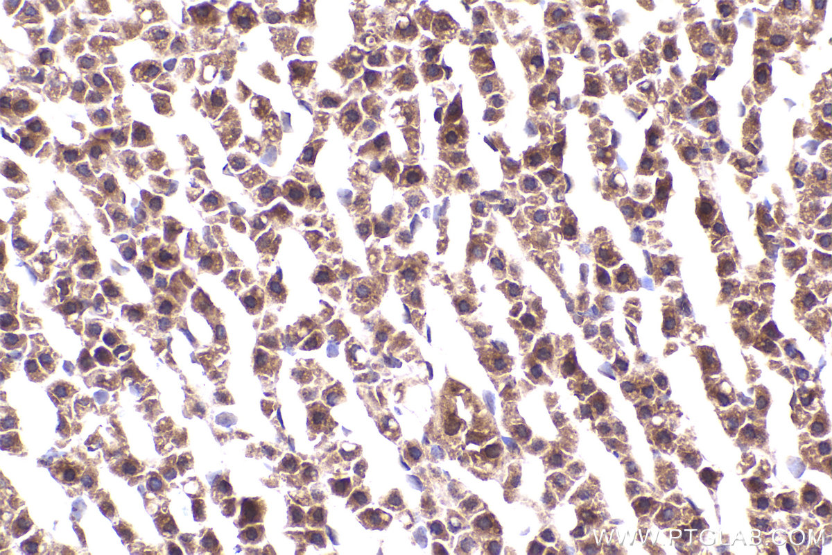 Immunohistochemical analysis of paraffin-embedded rat adrenal gland tissue slide using KHC2281 (IREB2 IHC Kit).