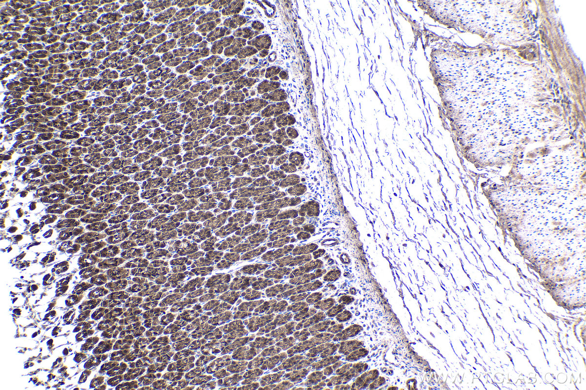 Immunohistochemical analysis of paraffin-embedded rat stomach tissue slide using KHC1431 (IRF6 IHC Kit).