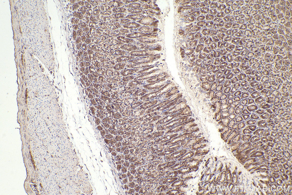 Immunohistochemical analysis of paraffin-embedded rat stomach tissue slide using KHC2322 (IST1 IHC Kit).