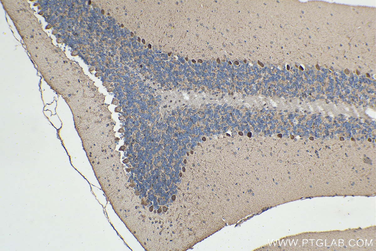 Immunohistochemical analysis of paraffin-embedded mouse cerebellum tissue slide using KHC1517 (JMJD7 IHC Kit).