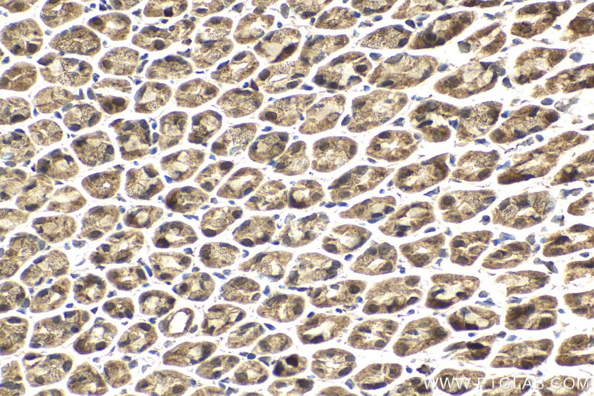 Immunohistochemical analysis of paraffin-embedded mouse stomach tissue slide using KHC2137 (KIF20A IHC Kit).