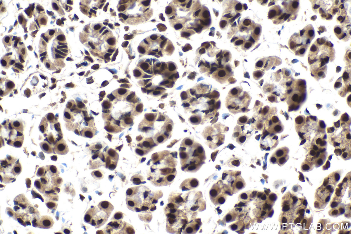 Immunohistochemical analysis of paraffin-embedded rat stomach tissue slide using KHC2102 (KPNA6 IHC Kit).