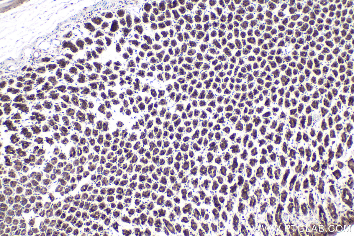 Immunohistochemical analysis of paraffin-embedded rat stomach tissue slide using KHC1896 (LITAF IHC Kit).