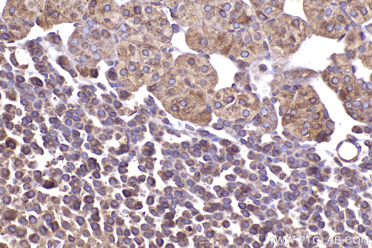 Immunohistochemical analysis of paraffin-embedded mouse adrenal gland tissue slide using KHC2287 (LMAN1 IHC Kit).