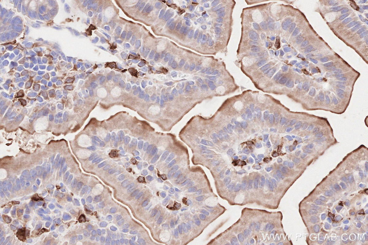 Immunohistochemical analysis of paraffin-embedded mouse small intestine tissue slide using KHC2615 (LPCAT2 IHC Kit).