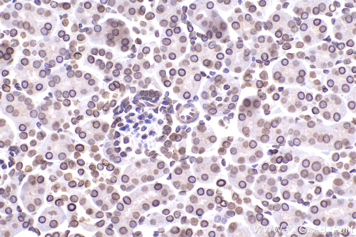 Immunohistochemical analysis of paraffin-embedded mouse kidney tissue slide using KHC2389 (Lamin B2 IHC Kit).