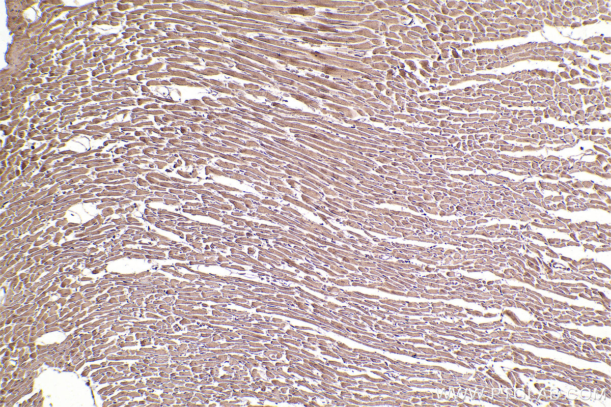 Immunohistochemical analysis of paraffin-embedded rat heart tissue slide using KHC2531 (MAP9 IHC Kit).