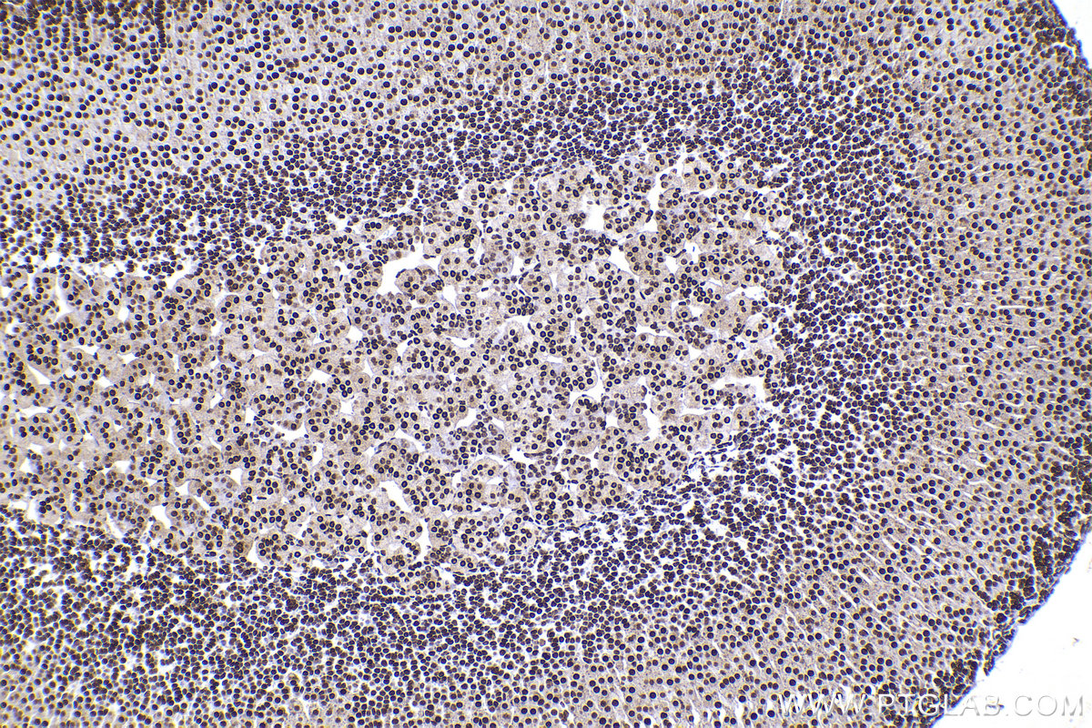 Immunohistochemical analysis of paraffin-embedded mouse adrenal gland tissue slide using KHC2263 (MATR3 IHC Kit).