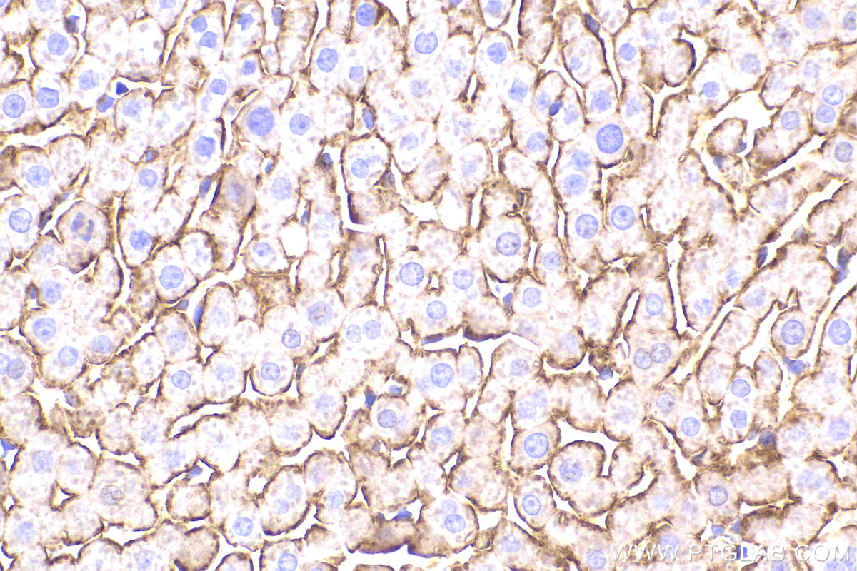Immunohistochemical analysis of paraffin-embedded rat liver tissue slide using KHC2170 (MET IHC Kit).