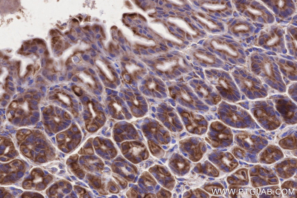 Immunohistochemical analysis of paraffin-embedded mouse stomach tissue slide using KHC2650 (MFN1 IHC Kit).