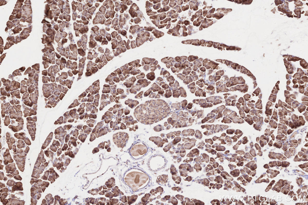 Immunohistochemical analysis of paraffin-embedded mouse pancreas tissue slide using KHC2558 (MLK4 IHC Kit).