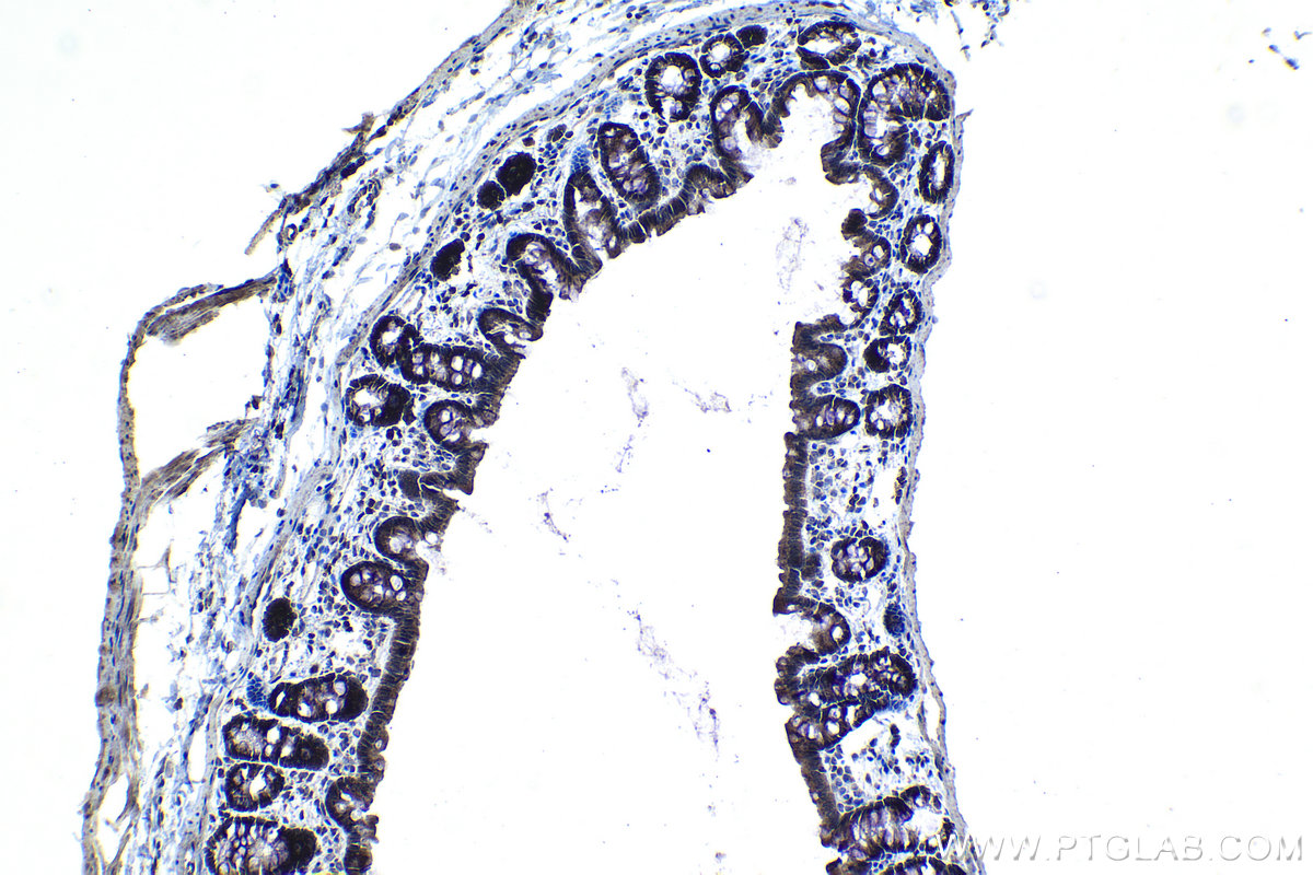 Immunohistochemical analysis of paraffin-embedded rat colon tissue slide using KHC1365 (MRPL49 IHC Kit).