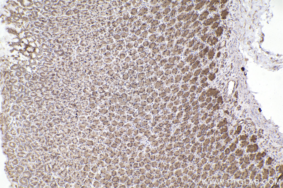 Immunohistochemical analysis of paraffin-embedded rat stomach tissue slide using KHC2430 (MTX1 IHC Kit).