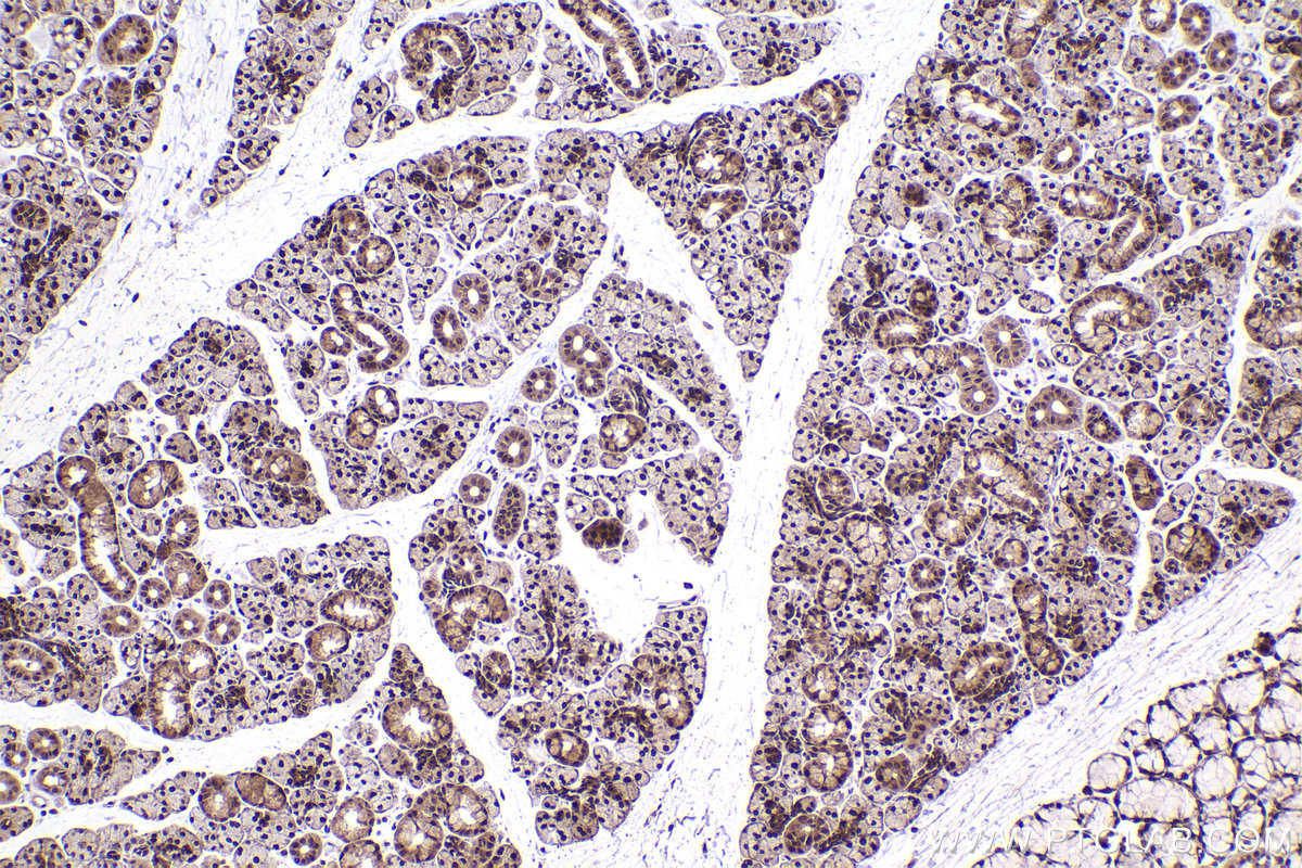 Immunohistochemical analysis of paraffin-embedded rat salivary gland tissue slide using KHC2435 (NAE1/APPBP1 IHC Kit).