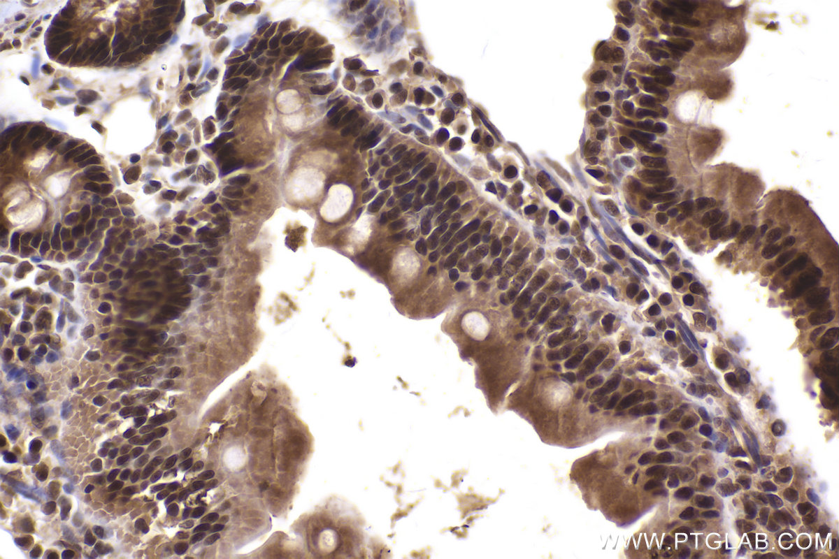 Immunohistochemical analysis of paraffin-embedded rat small intestine tissue slide using KHC2435 (NAE1/APPBP1 IHC Kit).