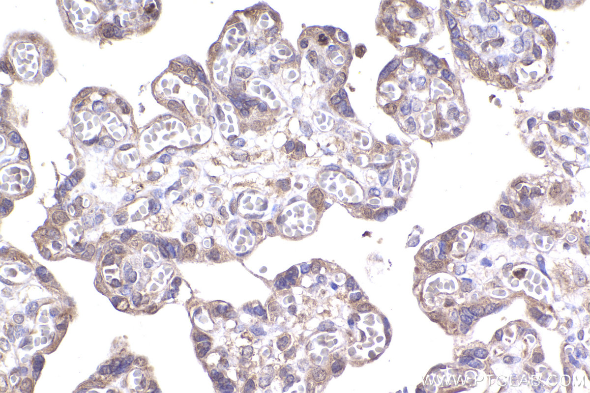 Immunohistochemical analysis of paraffin-embedded human placenta tissue slide using KHC2339 (NAT5 IHC Kit).