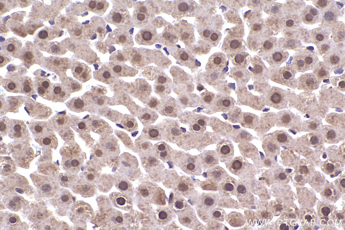 Immunohistochemical analysis of paraffin-embedded rat liver tissue slide using KHC2339 (NAT5 IHC Kit).