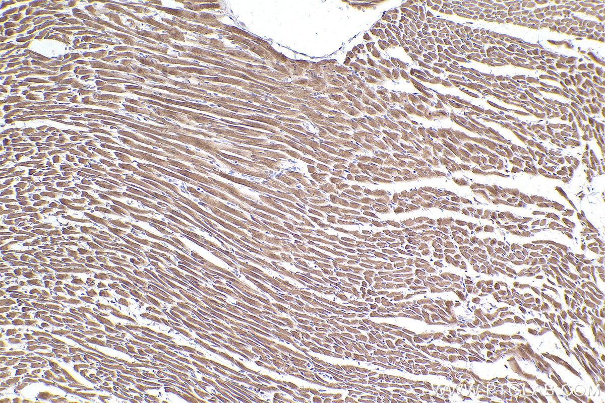 Immunohistochemical analysis of paraffin-embedded rat heart tissue slide using KHC2507 (NDUFA5 IHC Kit).