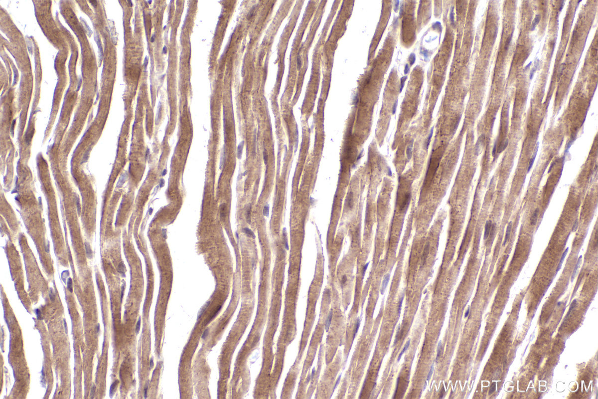 Immunohistochemical analysis of paraffin-embedded mouse heart tissue slide using KHC2507 (NDUFA5 IHC Kit).