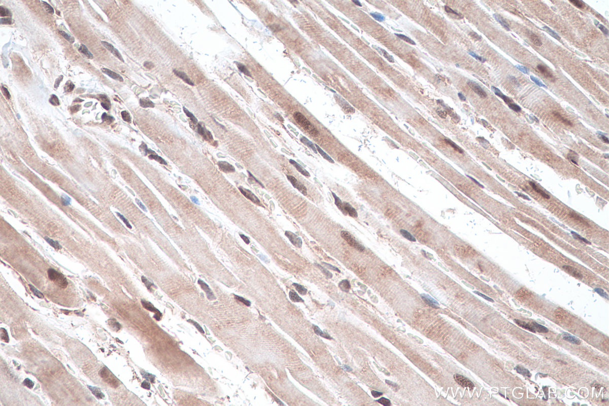 Immunohistochemical analysis of paraffin-embedded rat heart tissue slide using KHC0901 (NEDD8 IHC Kit).