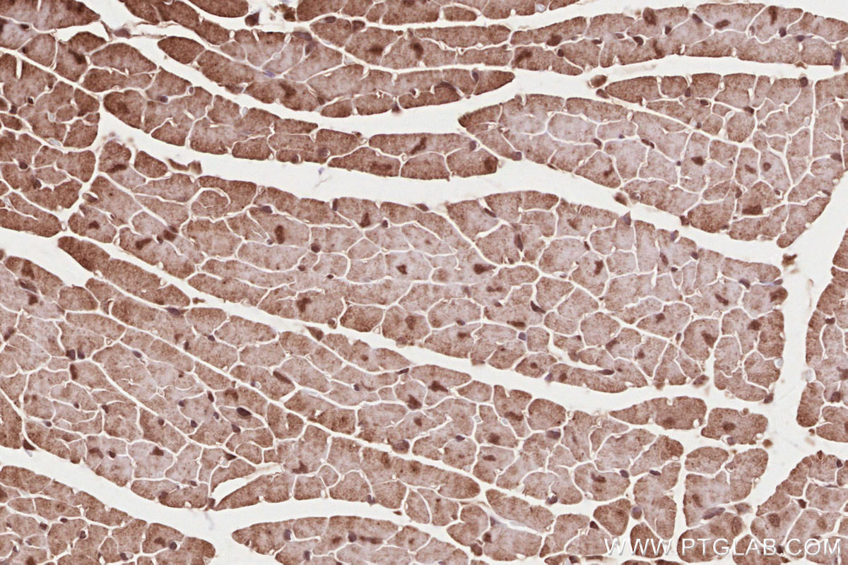 Immunohistochemical analysis of paraffin-embedded mouse heart tissue slide using KHC2623 (NET1 IHC Kit).