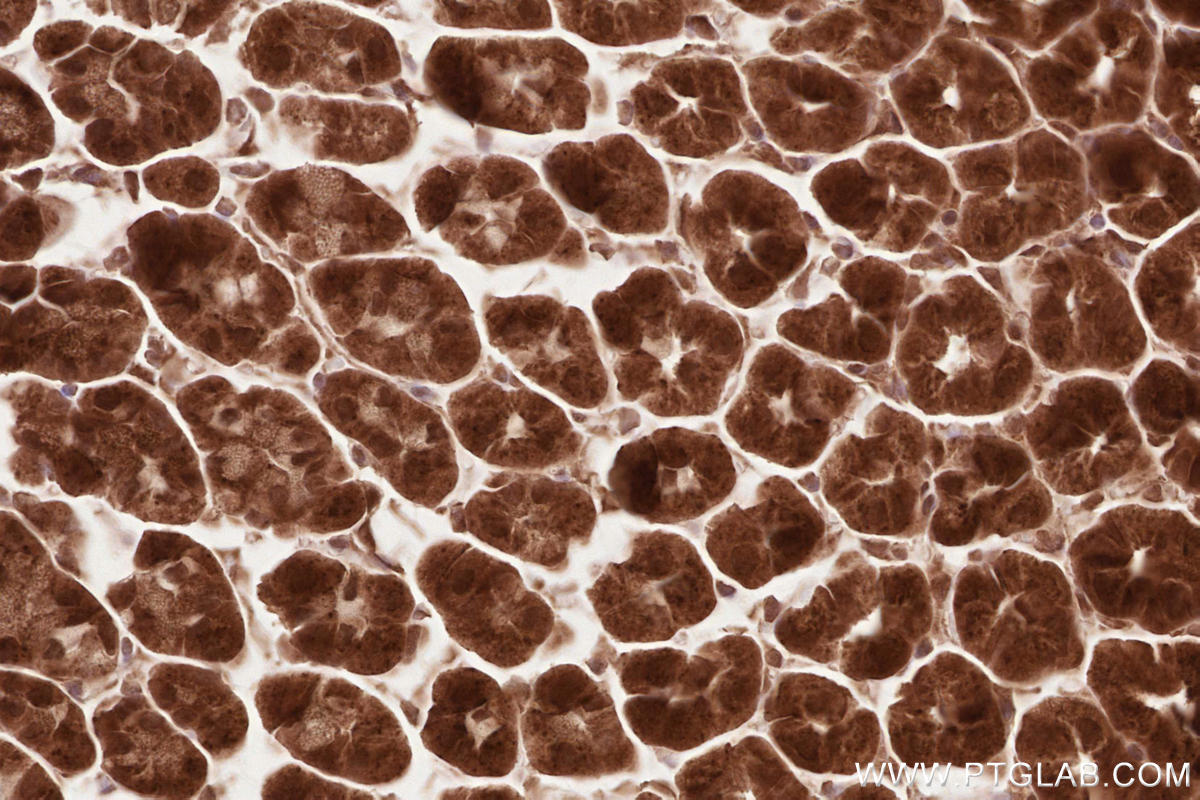 Immunohistochemical analysis of paraffin-embedded mouse stomach tissue slide using KHC2623 (NET1 IHC Kit).