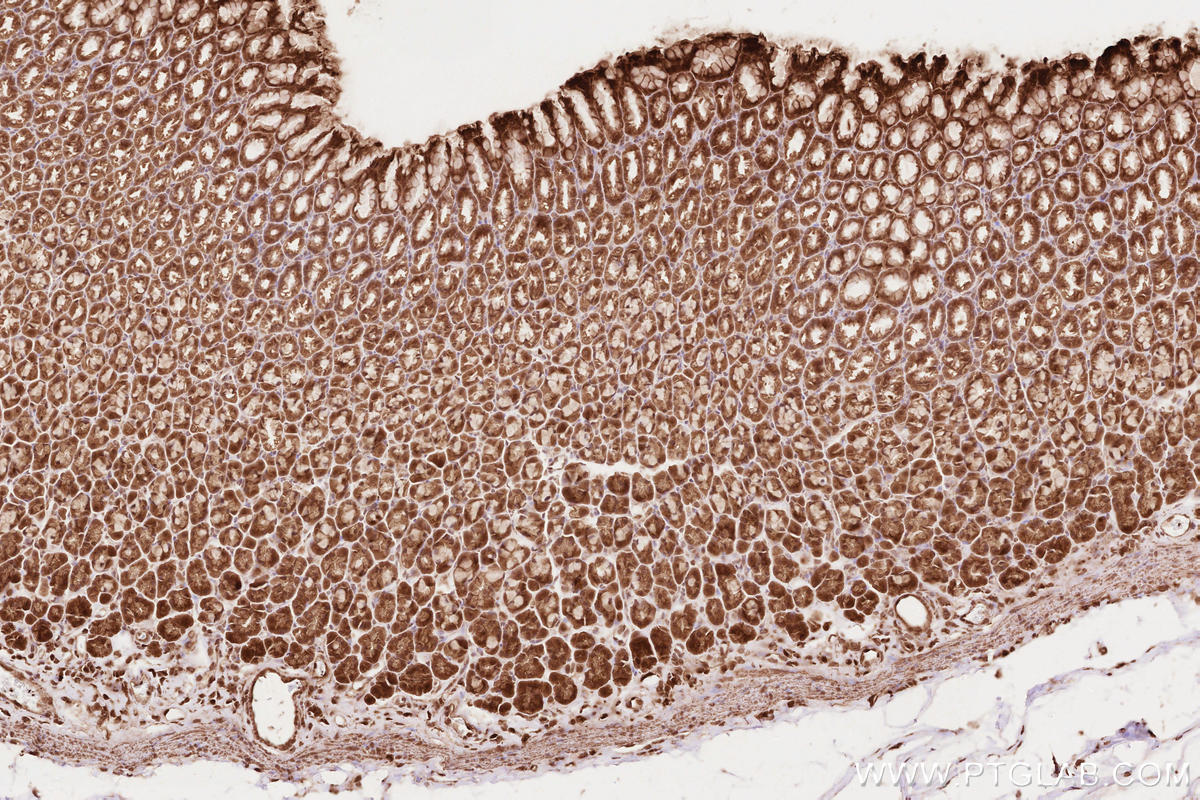 Immunohistochemical analysis of paraffin-embedded rat stomach tissue slide using KHC2623 (NET1 IHC Kit).