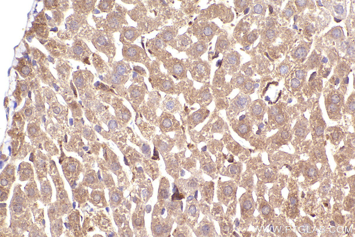 Immunohistochemical analysis of paraffin-embedded mouse liver tissue slide using KHC2314 (NUDT6 IHC Kit).