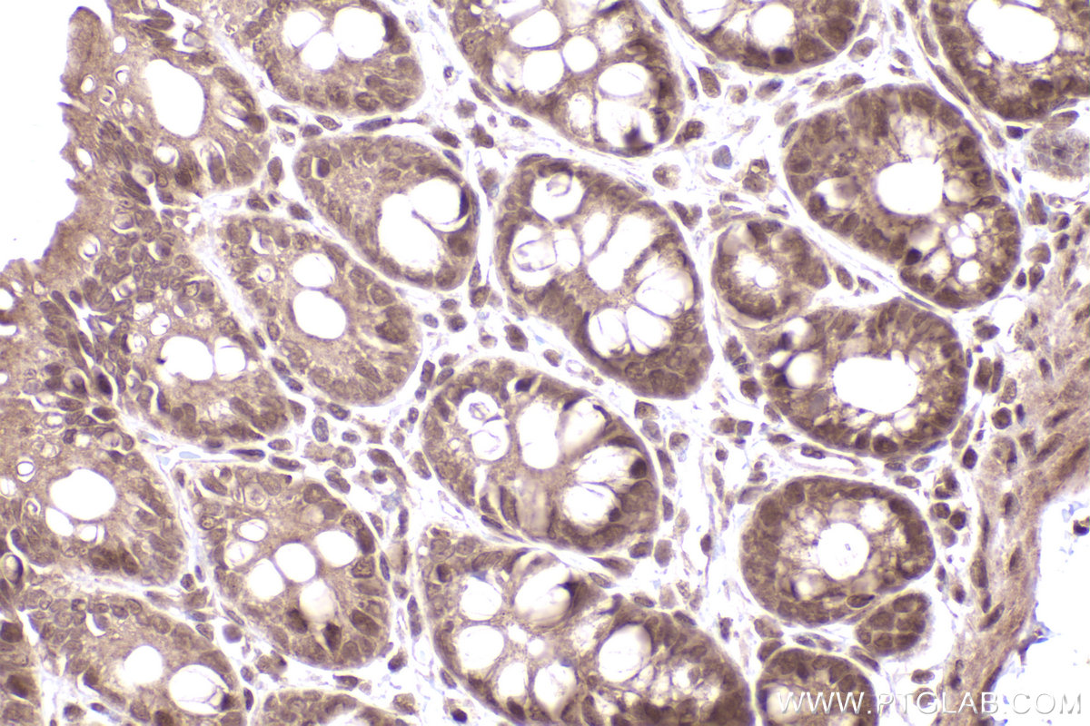 Immunohistochemical analysis of paraffin-embedded rat colon tissue slide using KHC2471 (NuMA IHC Kit).