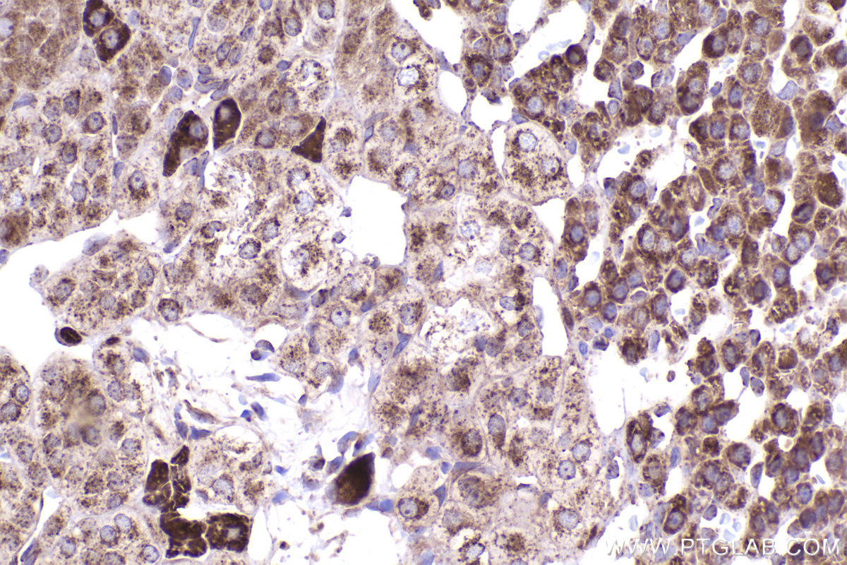 Immunohistochemical analysis of paraffin-embedded rat adrenal gland tissue slide using KHC2386 (OGDH IHC Kit).