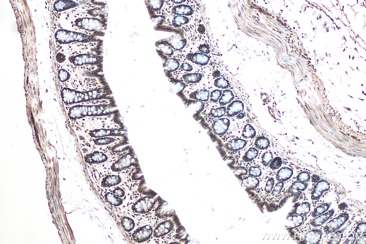 Immunohistochemical analysis of paraffin-embedded rat colon tissue slide using KHC0951 (OSGEP IHC Kit).