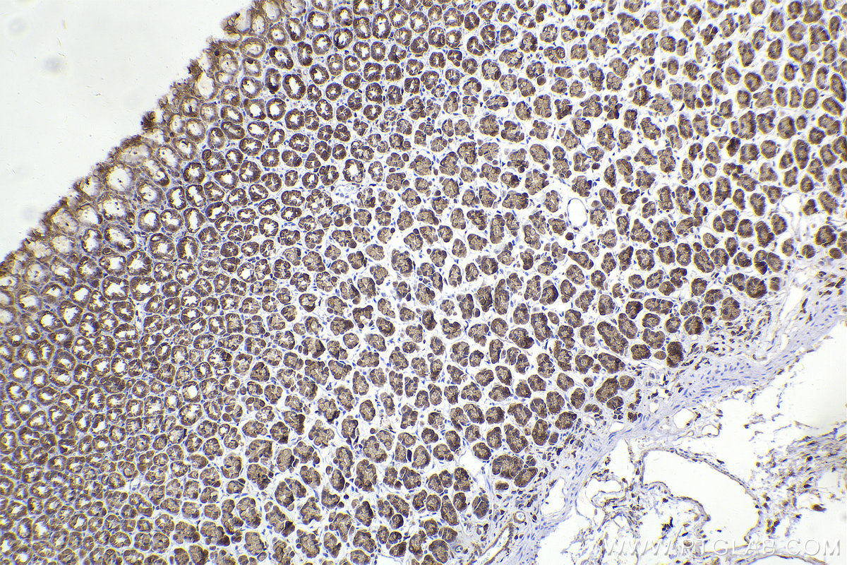 Immunohistochemical analysis of paraffin-embedded rat stomach tissue slide using KHC2207 (PAICS IHC Kit).