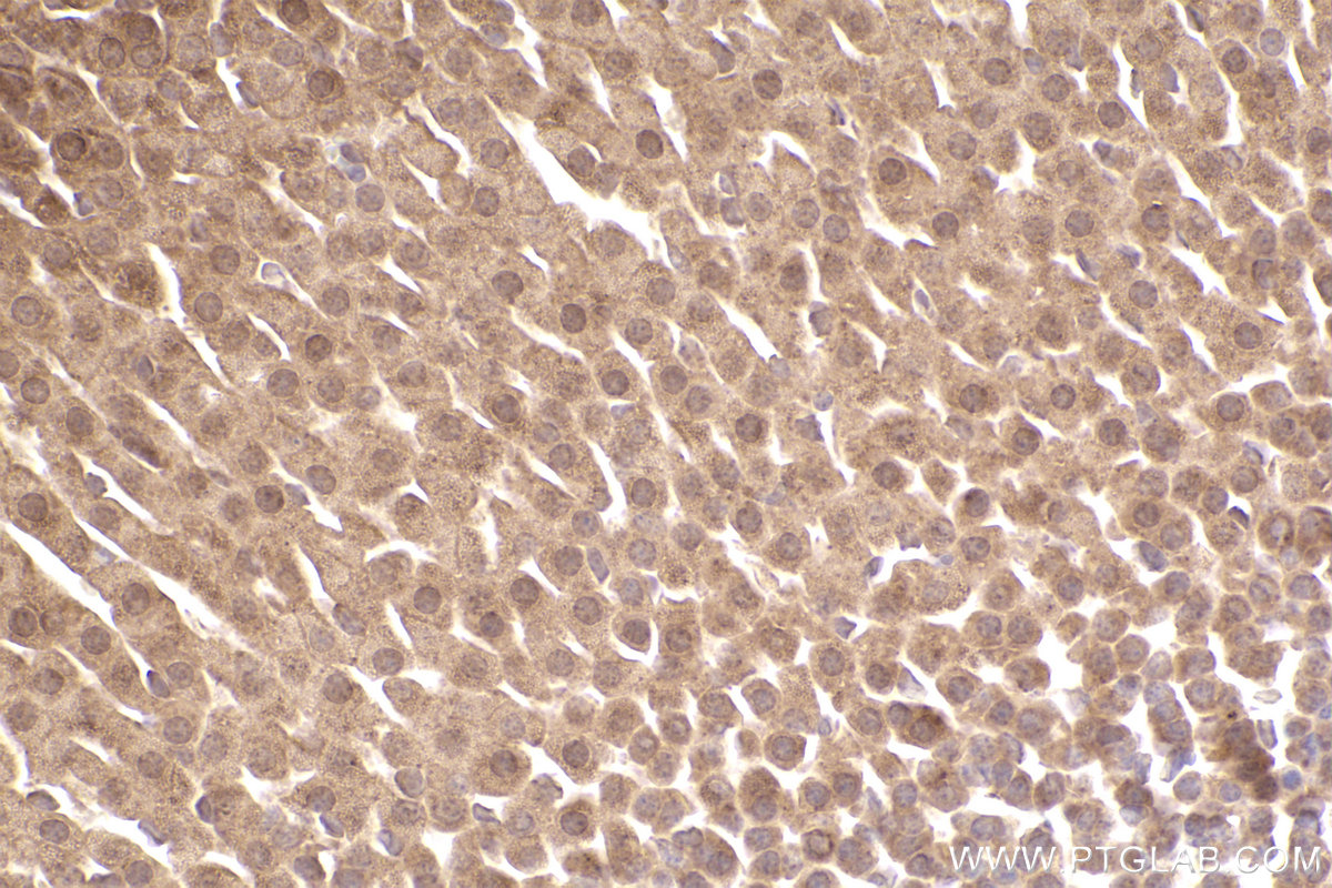 Immunohistochemical analysis of paraffin-embedded mouse adrenal gland tissue slide using KHC2540 (PAN3 IHC Kit).