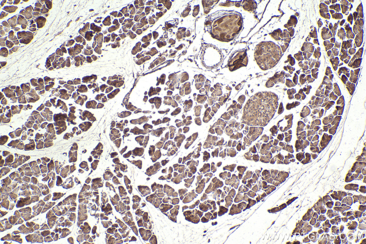 Immunohistochemical analysis of paraffin-embedded mouse pancreas tissue slide using KHC2540 (PAN3 IHC Kit).