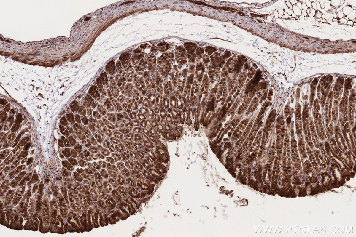 Immunohistochemical analysis of paraffin-embedded mouse stomach tissue slide using KHC2688 (PAPD5 IHC Kit).