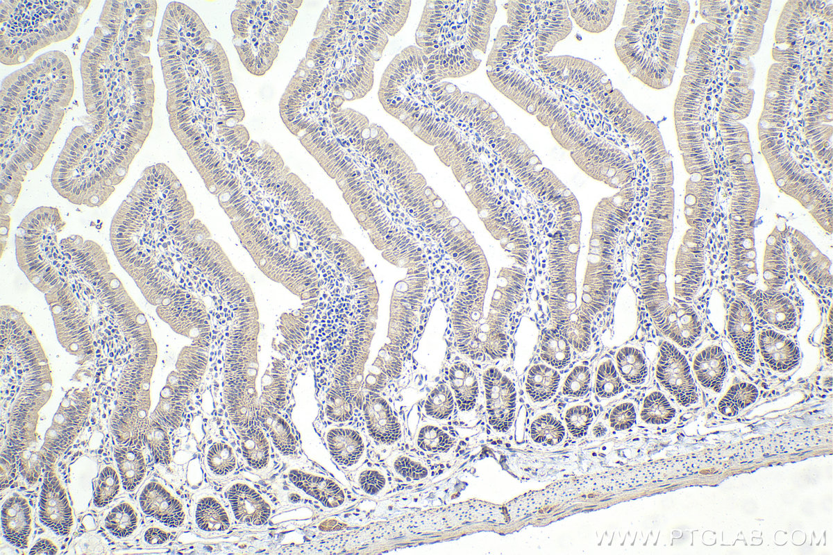 Immunohistochemical analysis of paraffin-embedded rat small intestine tissue slide using KHC1642 (PCBD1 IHC Kit).
