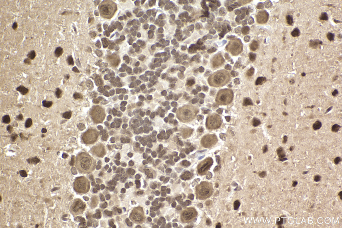 Immunohistochemical analysis of paraffin-embedded rat cerebellum tissue slide using KHC2486 (PCBP2 IHC Kit).