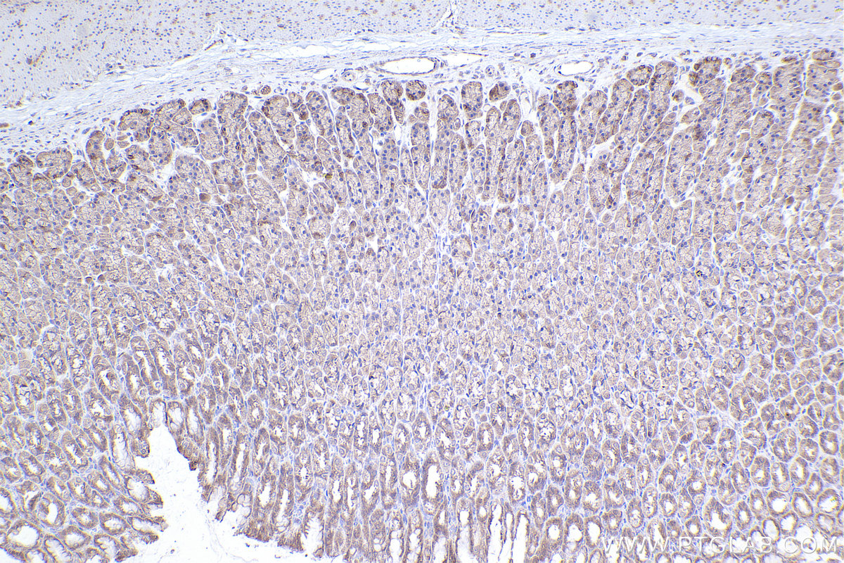 Immunohistochemical analysis of paraffin-embedded rat stomach tissue slide using KHC2398 (PCTAIRE3 IHC Kit).