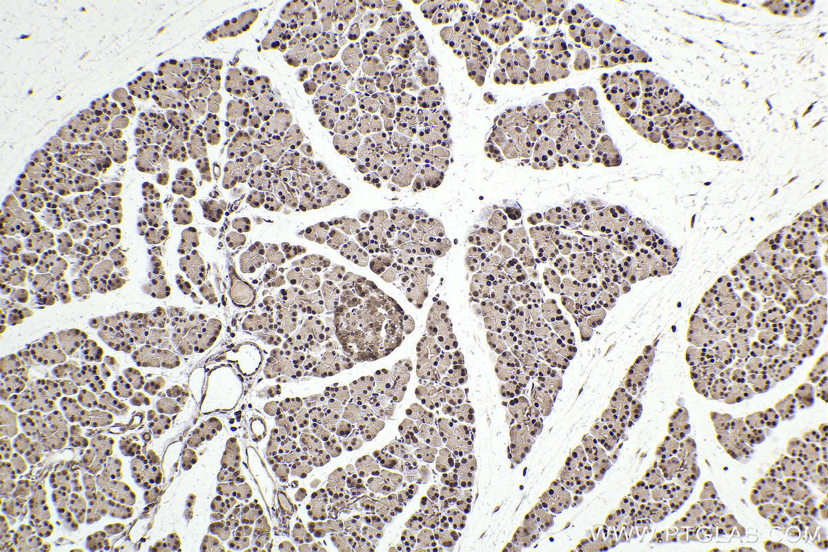 Immunohistochemical analysis of paraffin-embedded rat pancreas tissue slide using KHC2532 (PDCD4 IHC Kit).