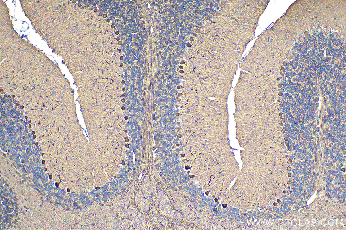 Immunohistochemical analysis of paraffin-embedded mouse cerebellum tissue slide using KHC1448 (PDPK1 IHC Kit).