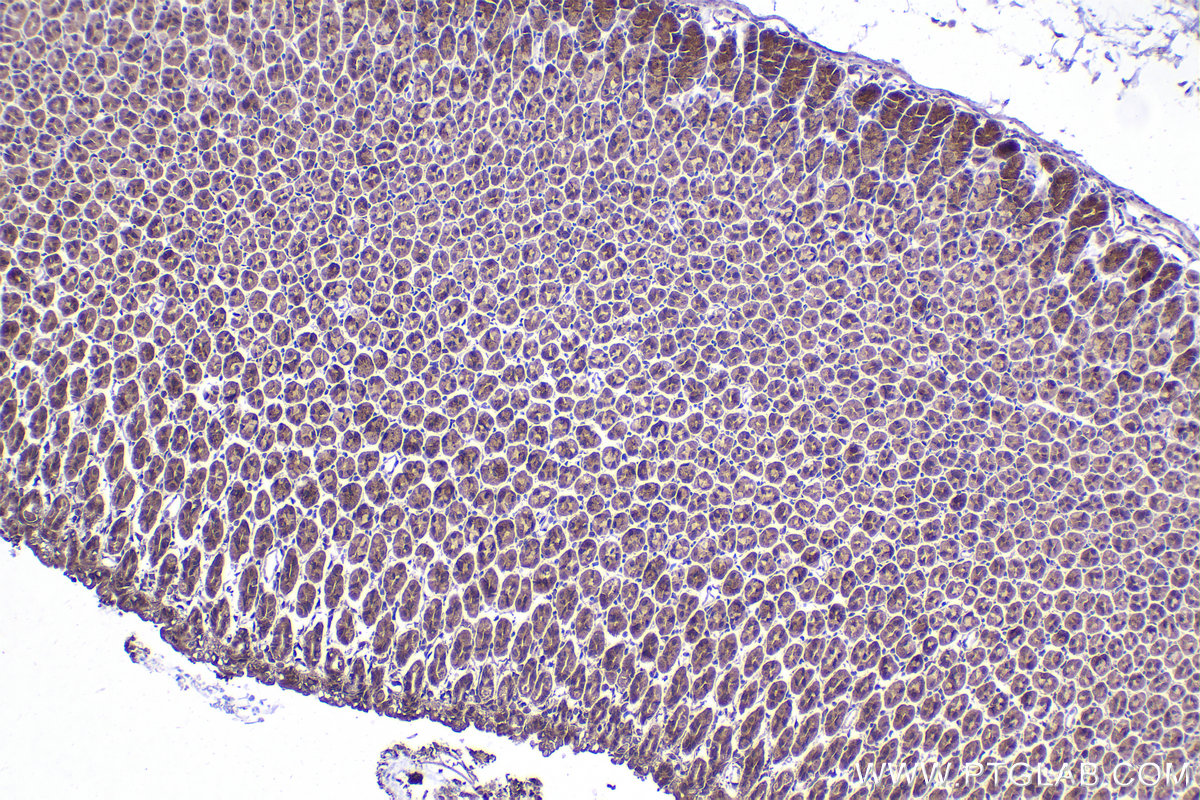 Immunohistochemical analysis of paraffin-embedded mouse stomach tissue slide using KHC2349 (PEX5 IHC Kit).