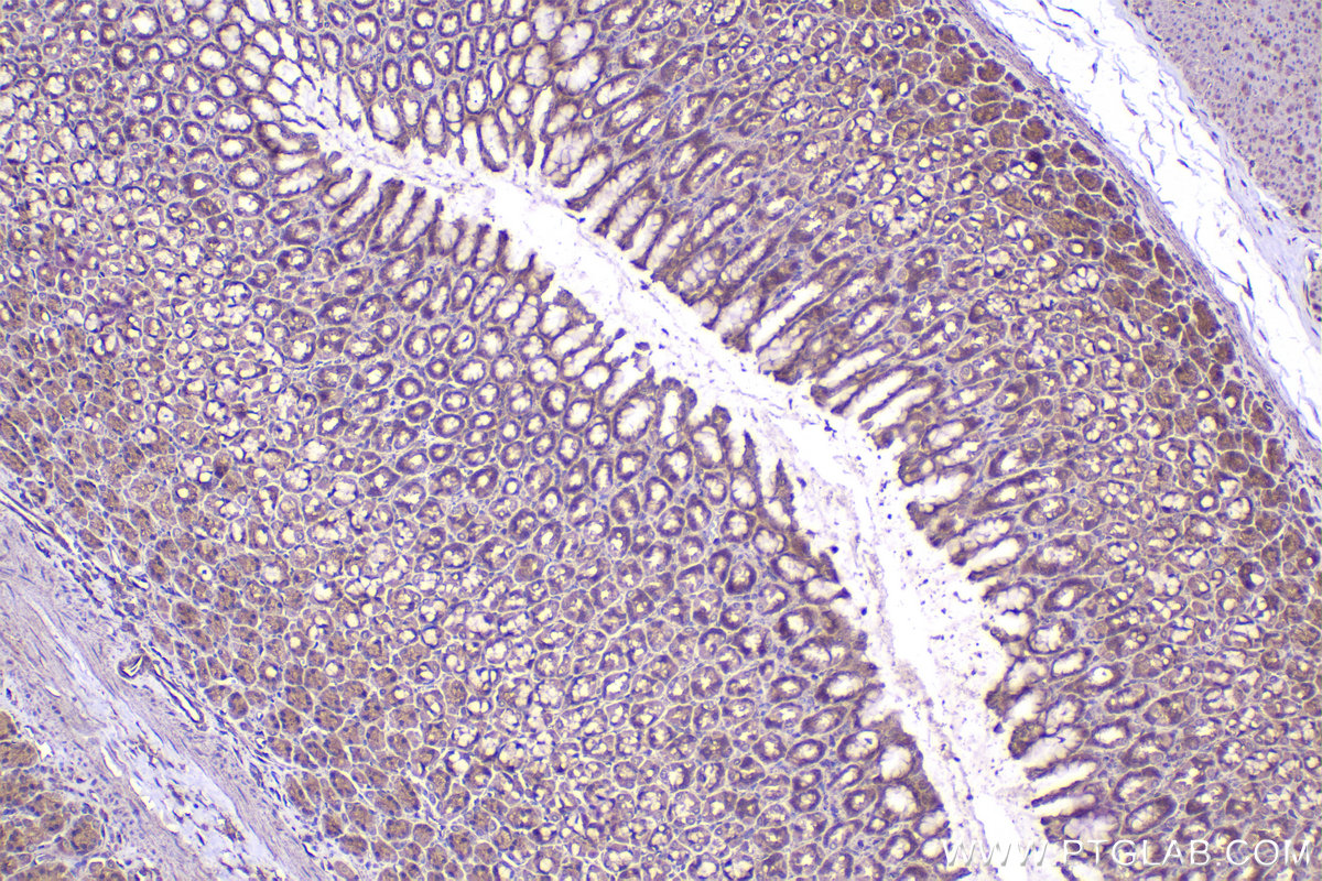 Immunohistochemical analysis of paraffin-embedded rat stomach tissue slide using KHC2349 (PEX5 IHC Kit).