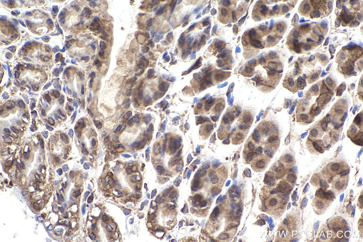 Immunohistochemical analysis of paraffin-embedded mouse stomach tissue slide using KHC2376 (PKD1 IHC Kit).