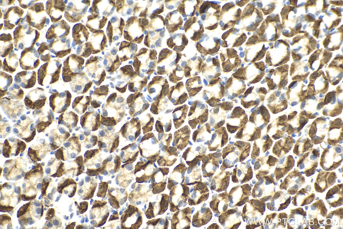 Immunohistochemical analysis of paraffin-embedded mouse stomach tissue slide using KHC2121 (PPP1R15A/GADD34 IHC Kit).