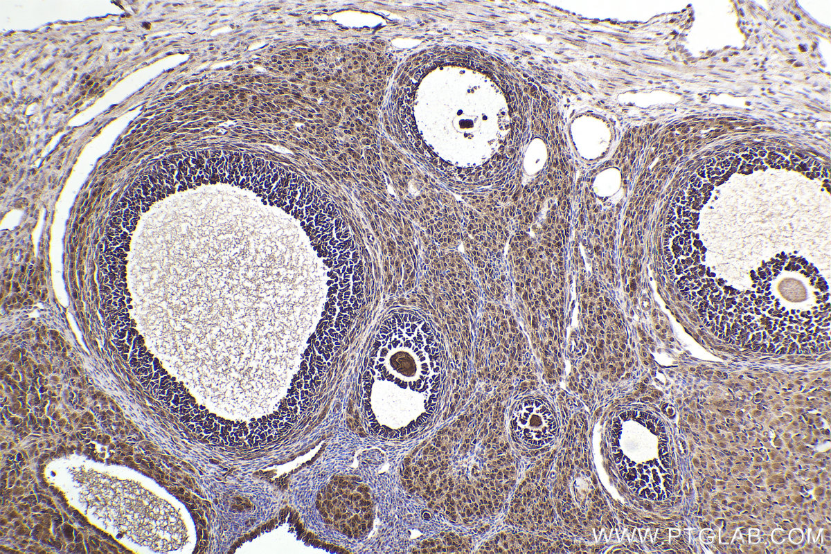 Immunohistochemical analysis of paraffin-embedded rat ovary tissue slide using KHC2226 (PPP2R1A IHC Kit).